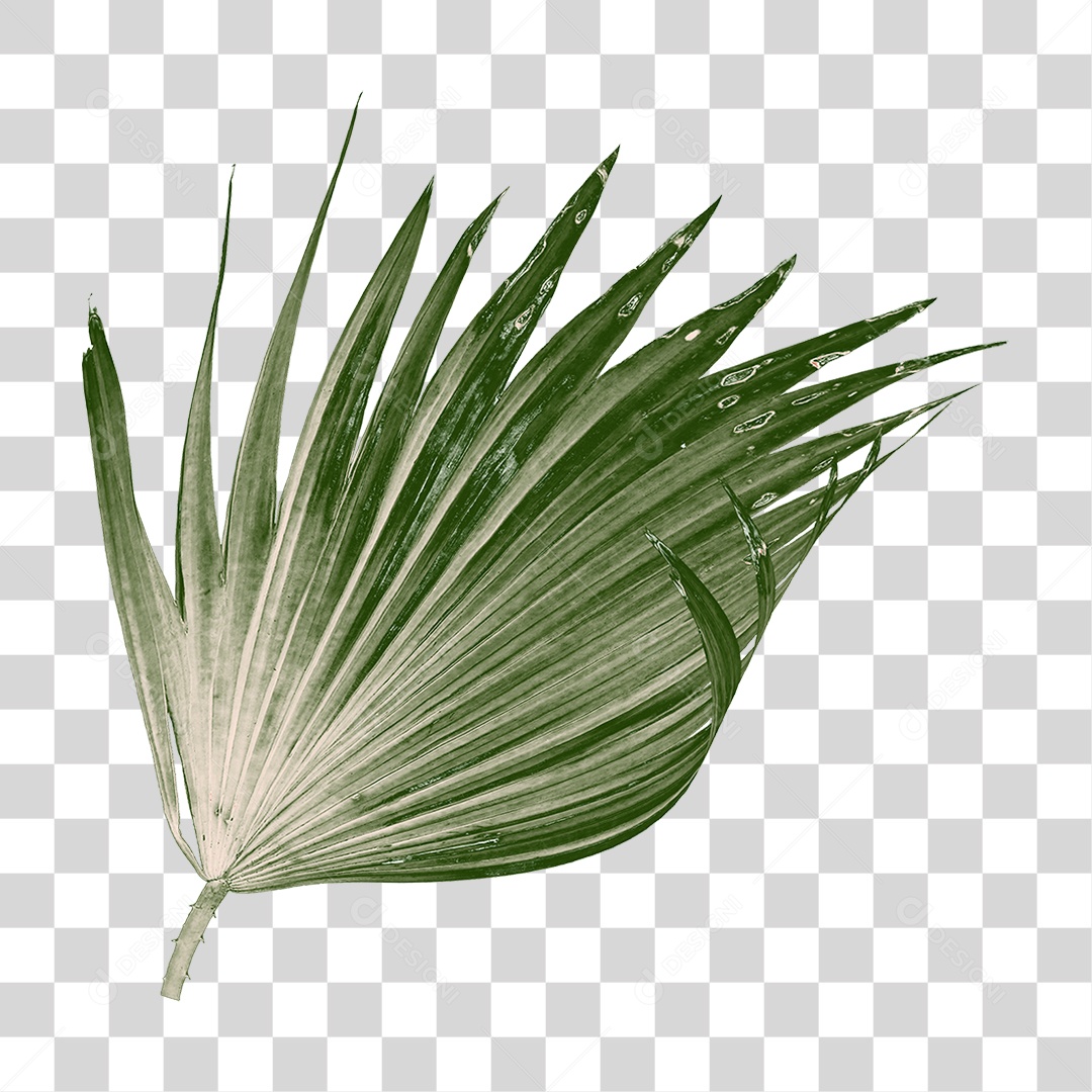 Folha de Palmeira Verde PNG Transparente