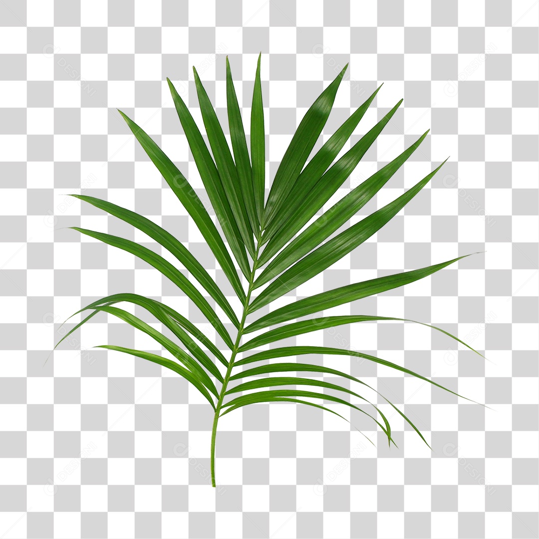 Folha de Palmeira Verde PNG Transparente