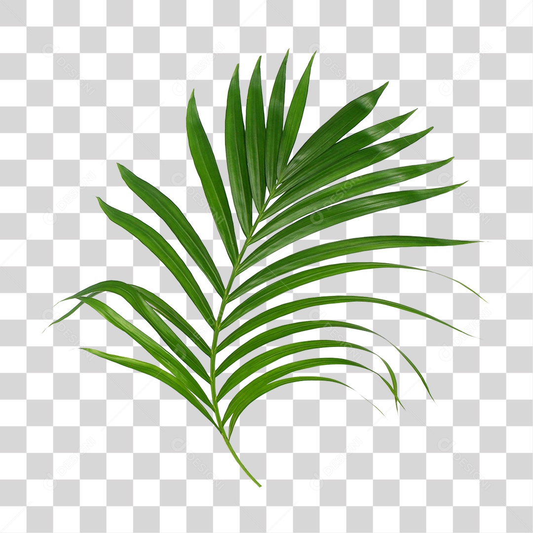 Folha de Palmeira Verde PNG Transparente