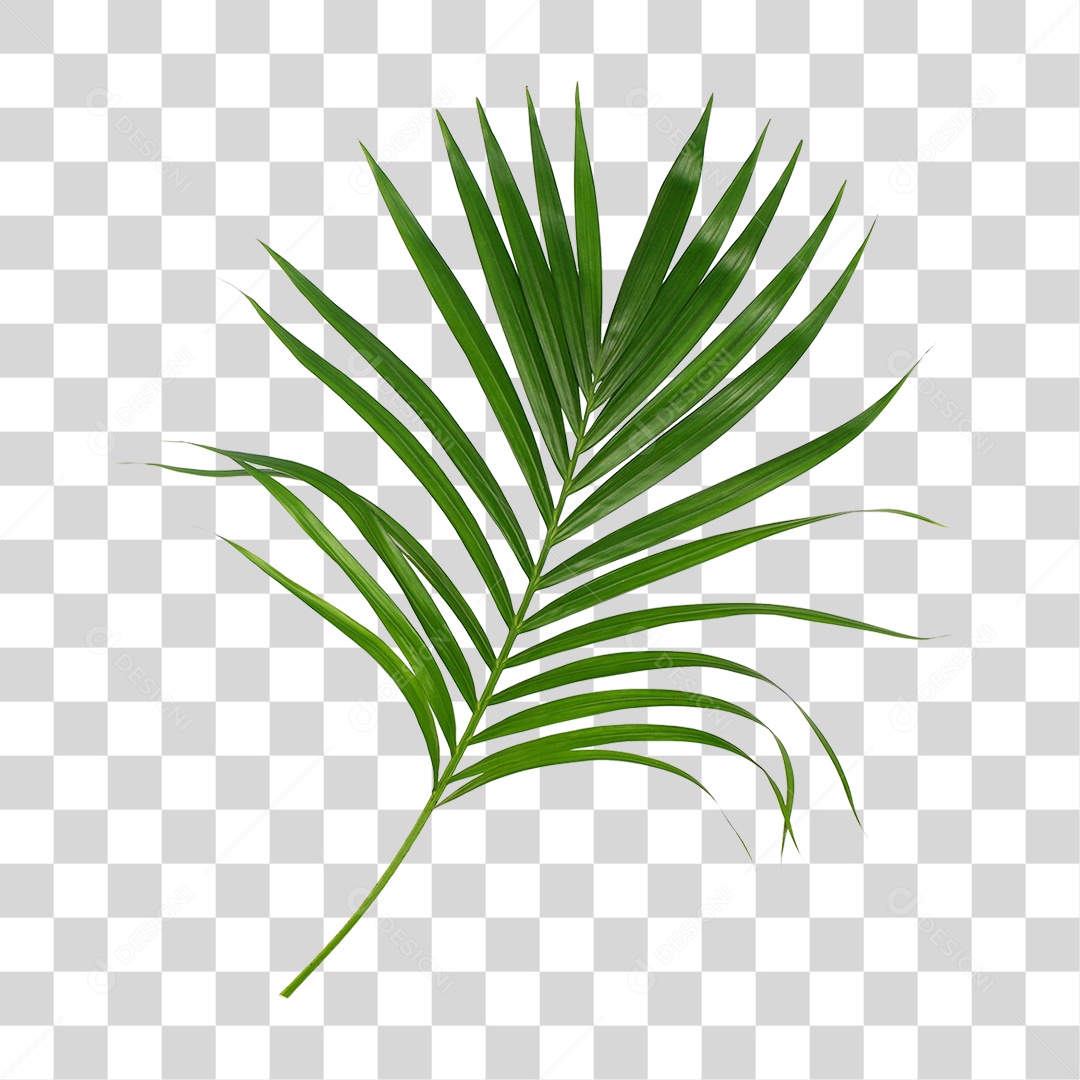 Folha de Palmeira Verde PNG Transparente