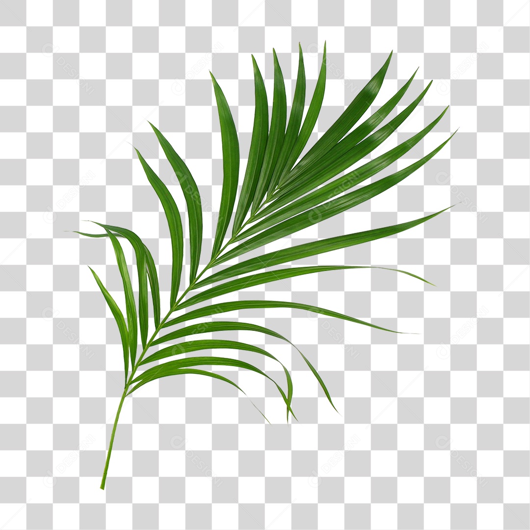 Folha de Palmeira Verde PNG Transparente