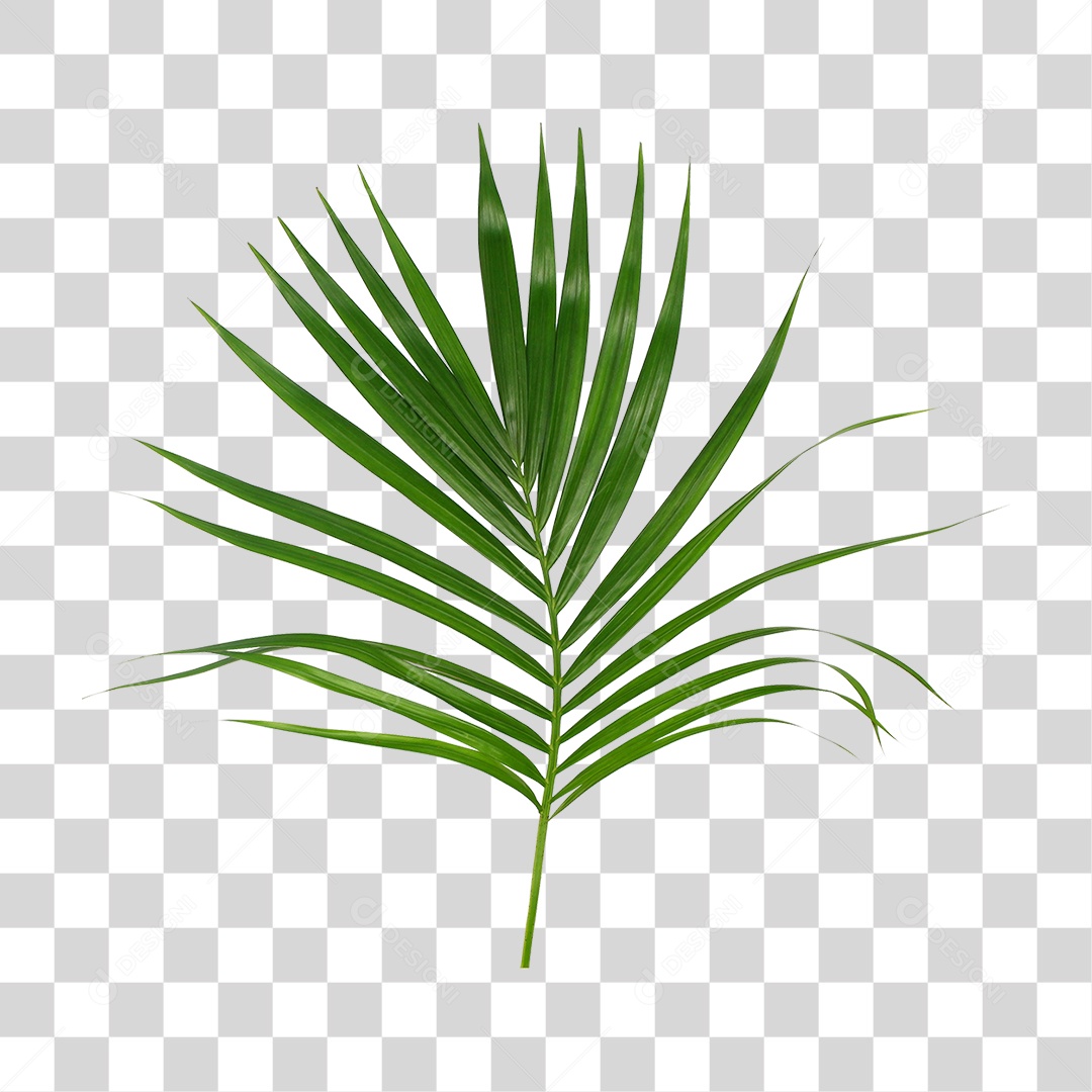 Folha de Palmeira Verde PNG Transparente