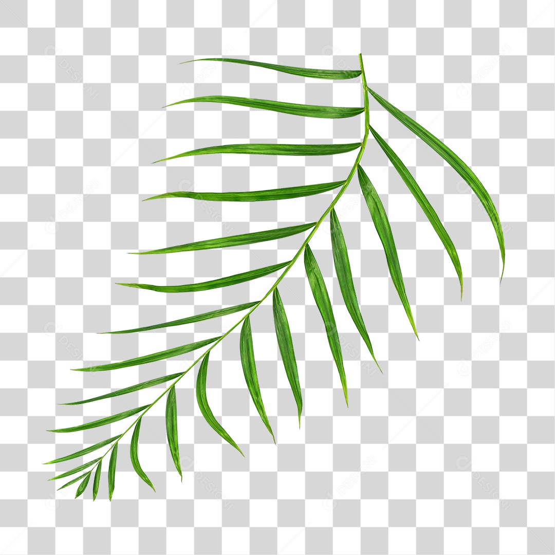 Folha de Palmeira Verde PNG Transparente
