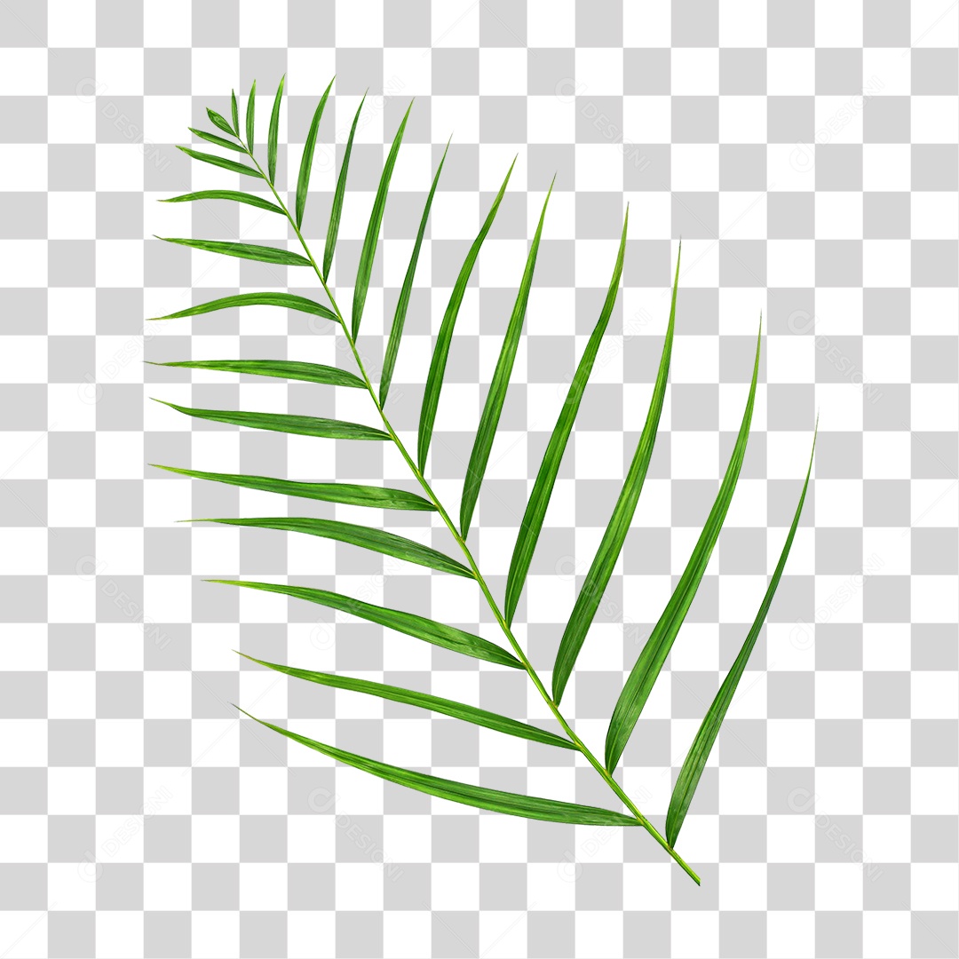Folha de Palmeira Verde PNG Transparente