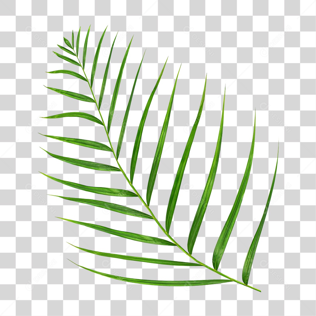 Folha de Palmeira Verde PNG Transparente