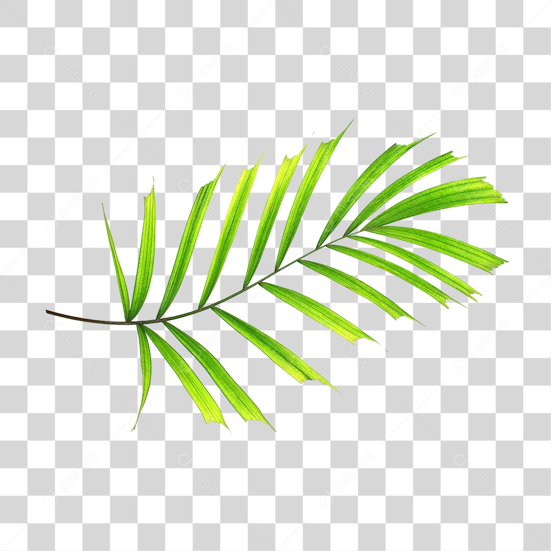 Folha de Palmeira Verde PNG Transparente