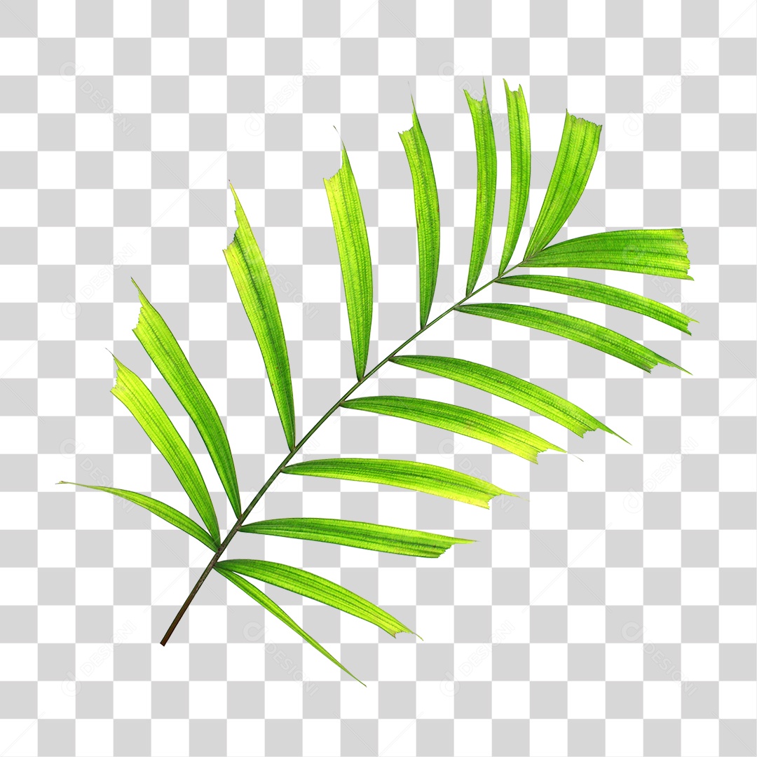 Folha de Palmeira Verde PNG Transparente