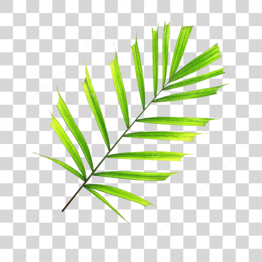 Folha de Palmeira Verde PNG Transparente