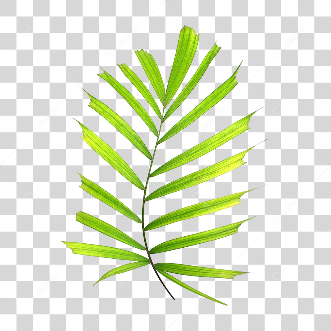 Folha de Palmeira Verde PNG Transparente