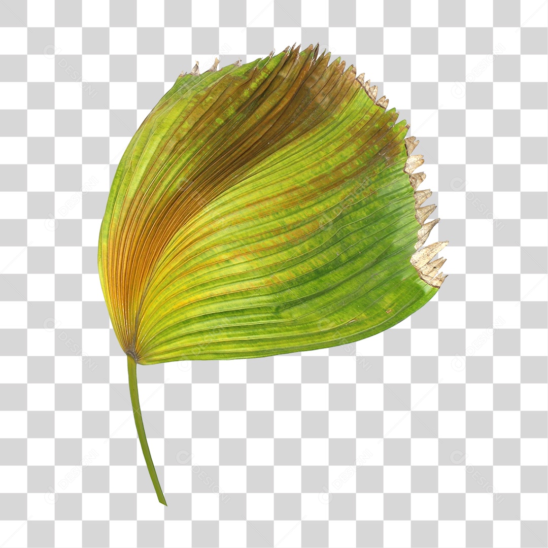 Folha de Palmeira Verde PNG Transparente