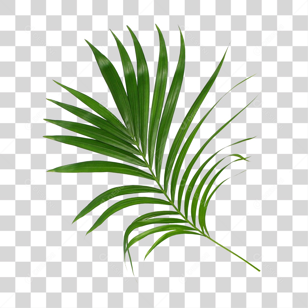 Folha de Palmeira Verde PNG Transparente