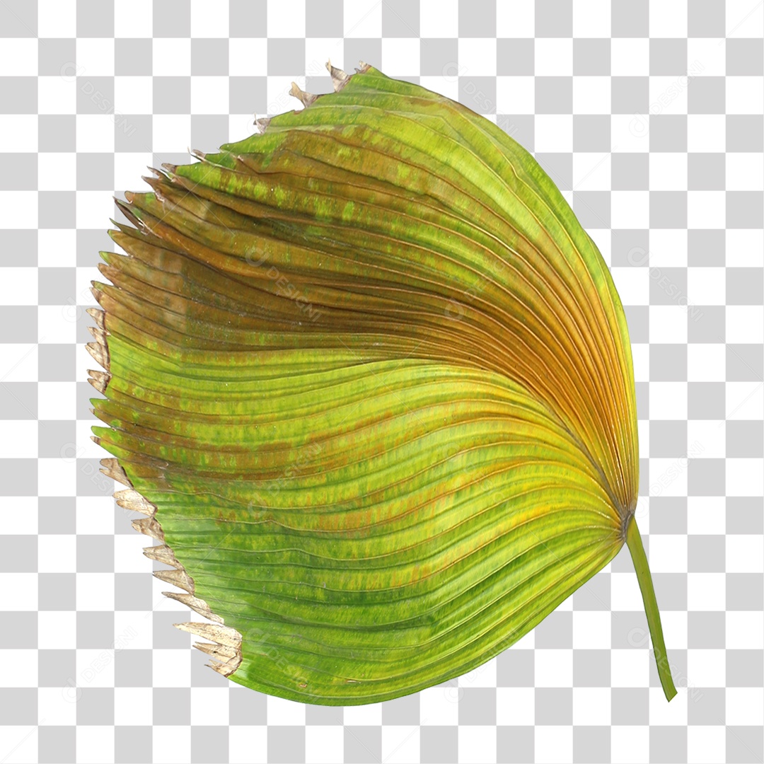 Folha de Palmeira Verde PNG Transparente