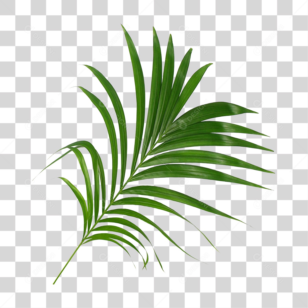 Folha de Palmeira Verde PNG Transparente