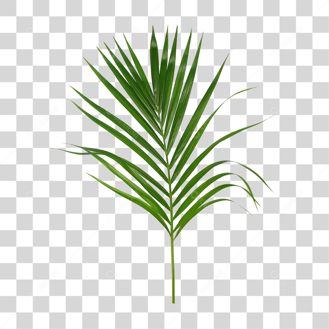 Folha de Palmeira Verde PNG Transparente