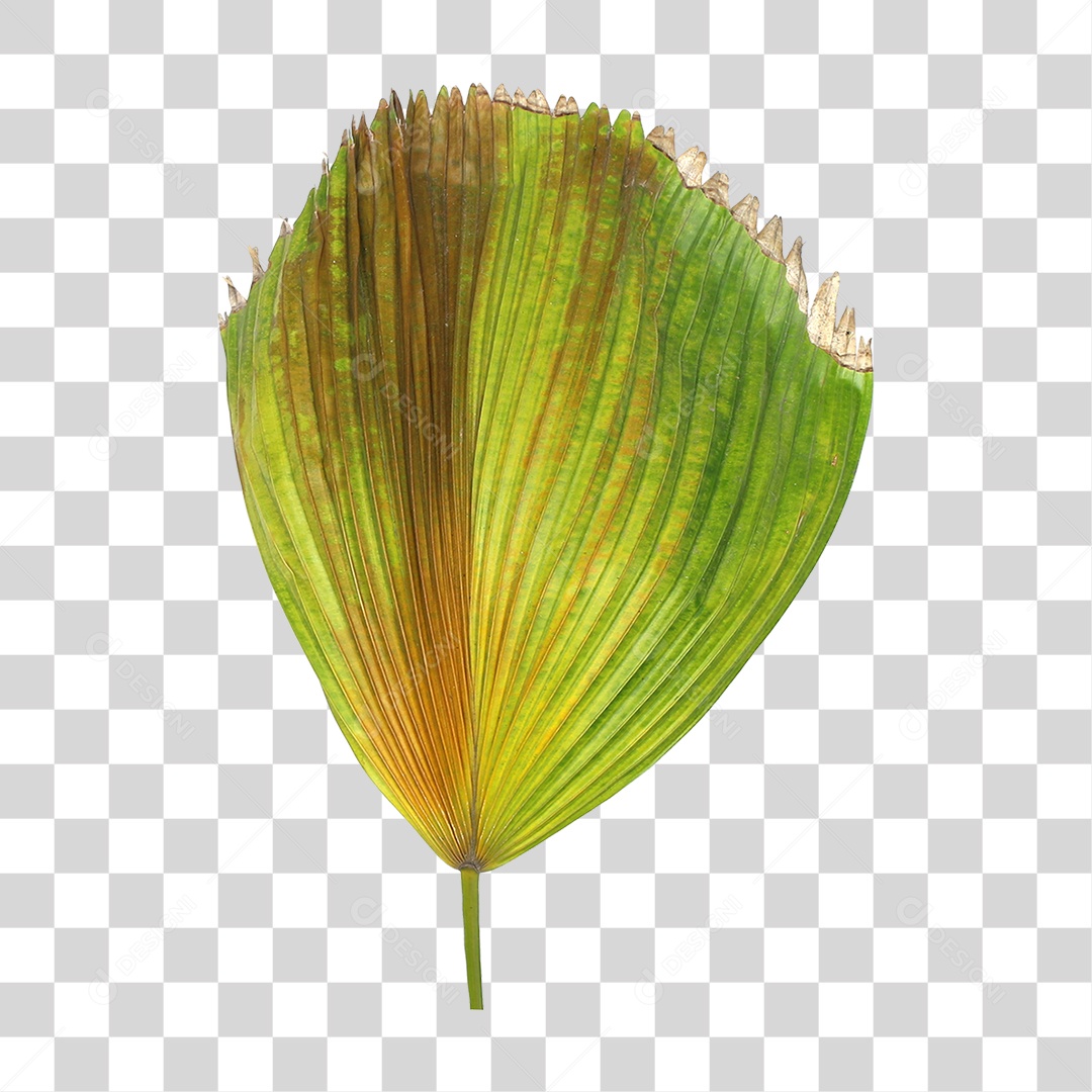 Folha de Palmeira Verde PNG Transparente