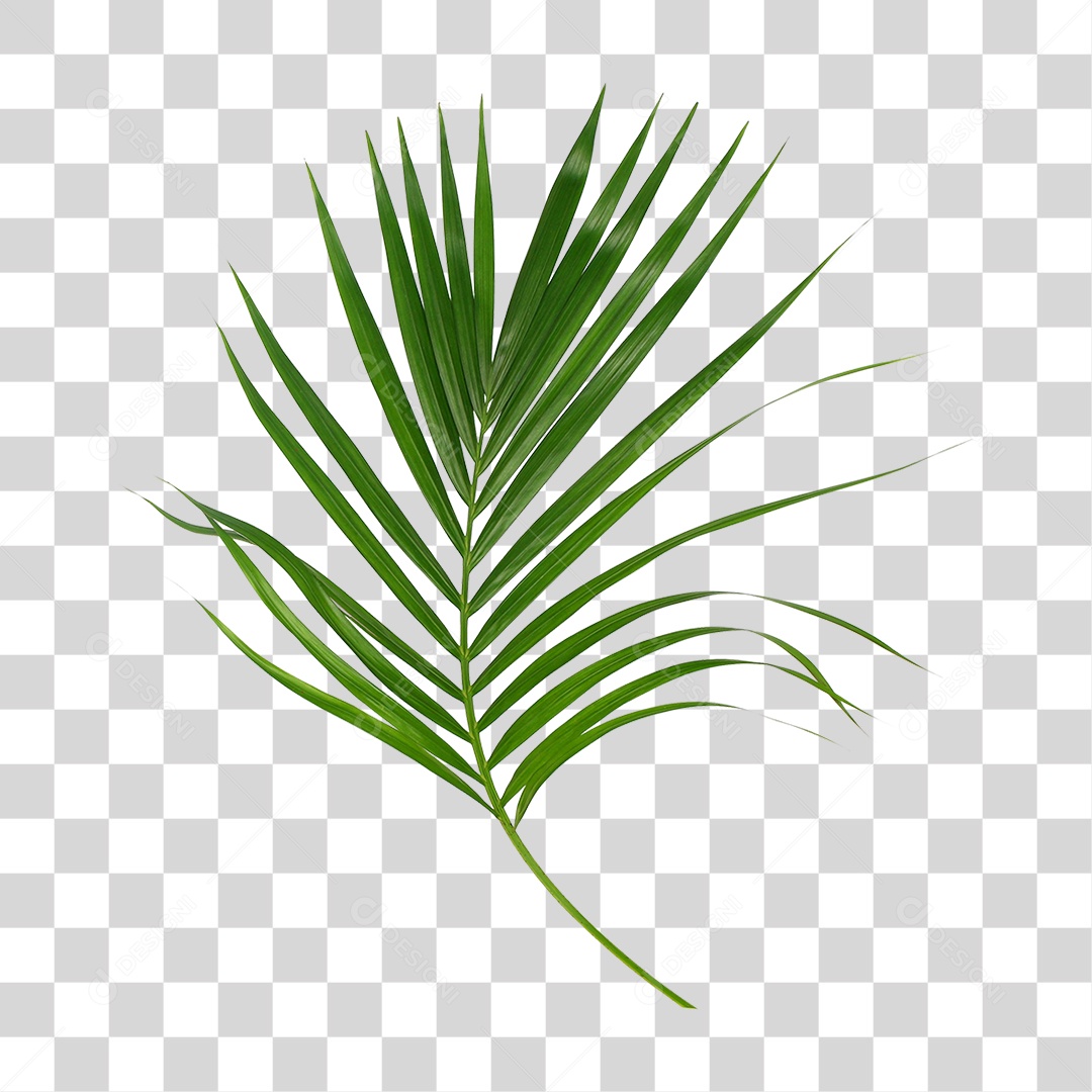 Folha de Palmeira Verde PNG Transparente