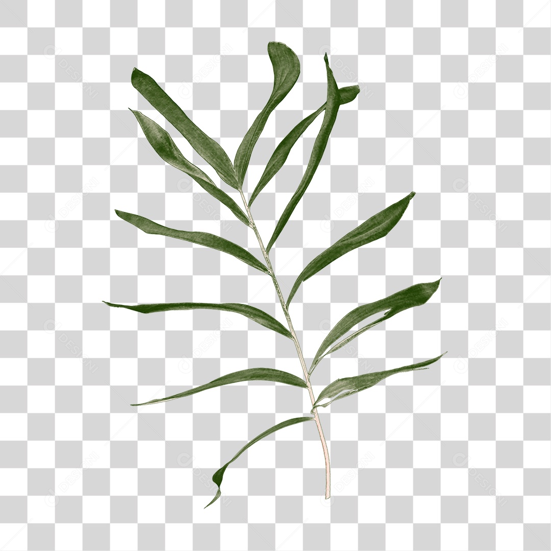 Folha de Palmeira Verde PNG Transparente