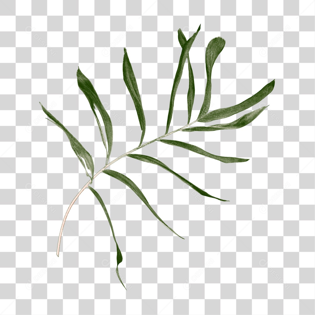 Folha de Palmeira Verde PNG Transparente