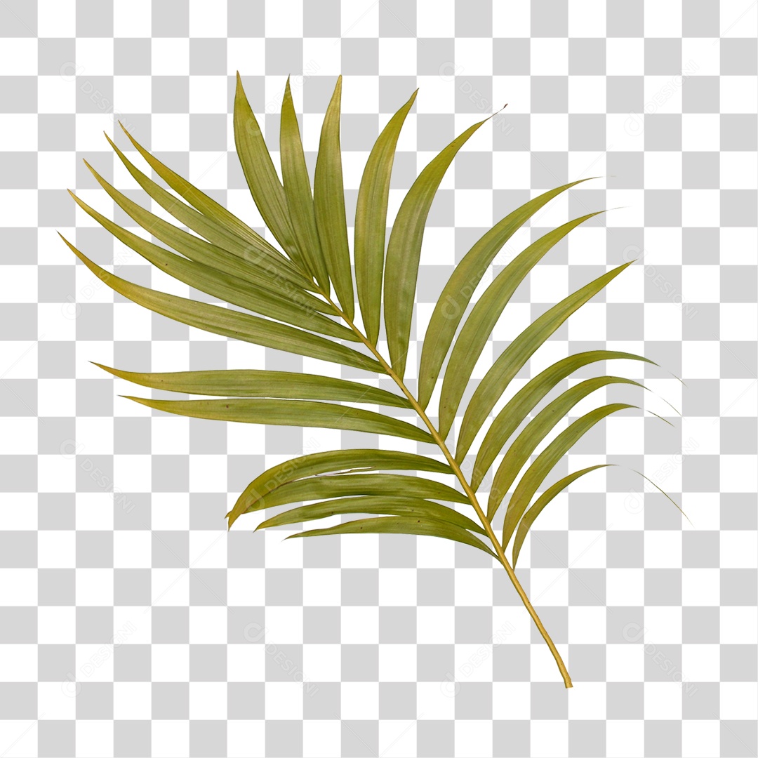 Folha de Palmeira Verde PNG Transparente