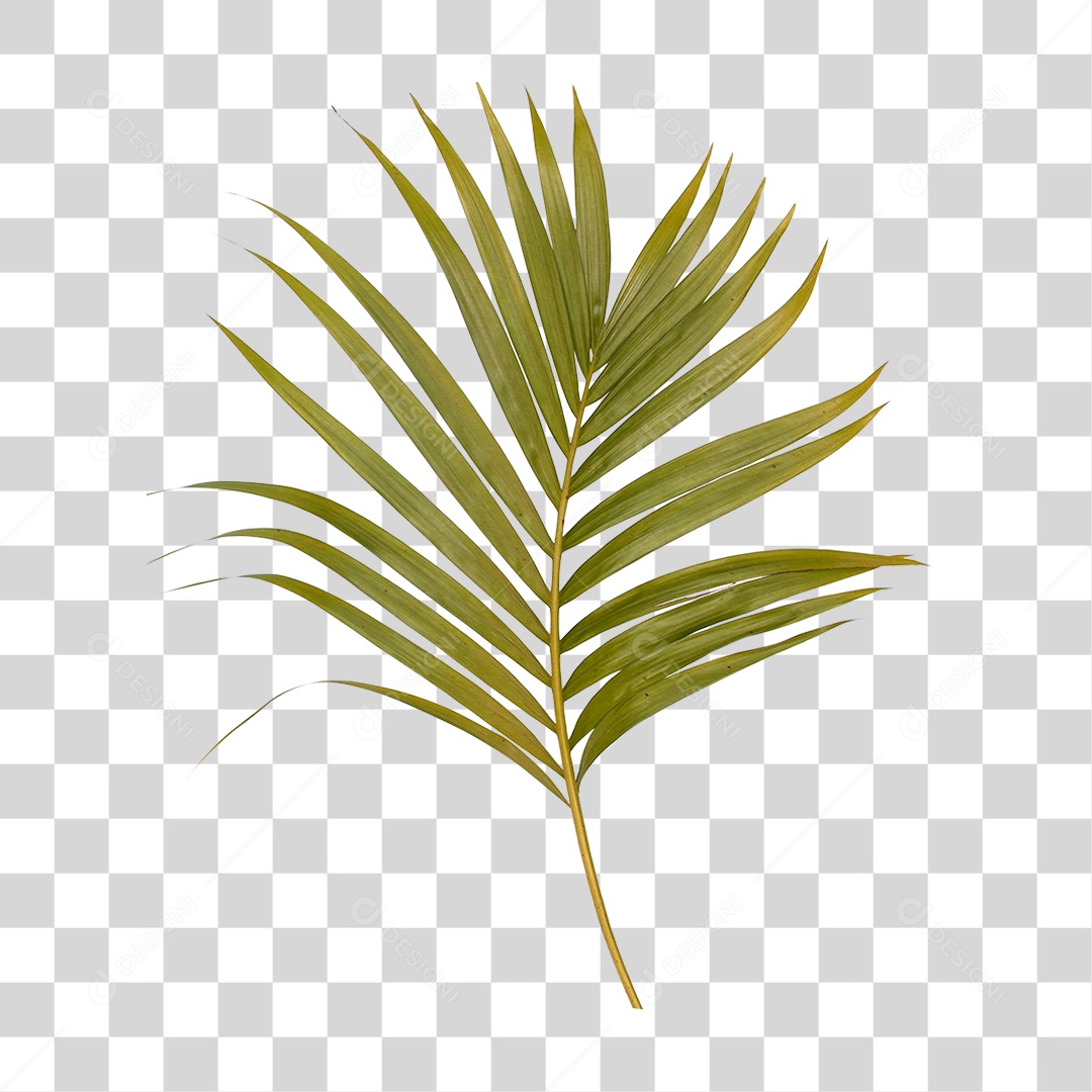Folha de Palmeira Verde PNG Transparente