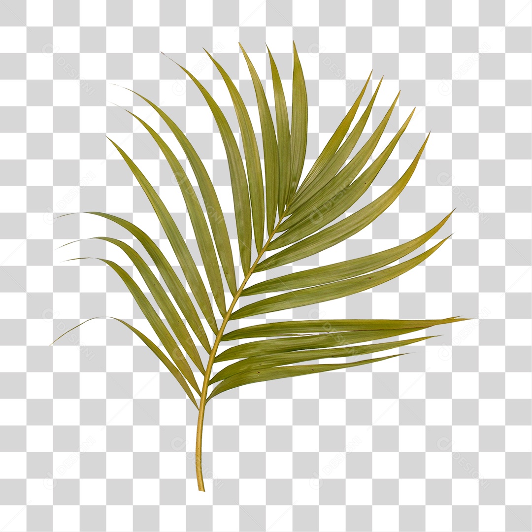 Folha de Palmeira Verde PNG Transparente