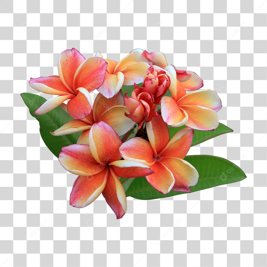 Flor de Pétala PNG Transparente