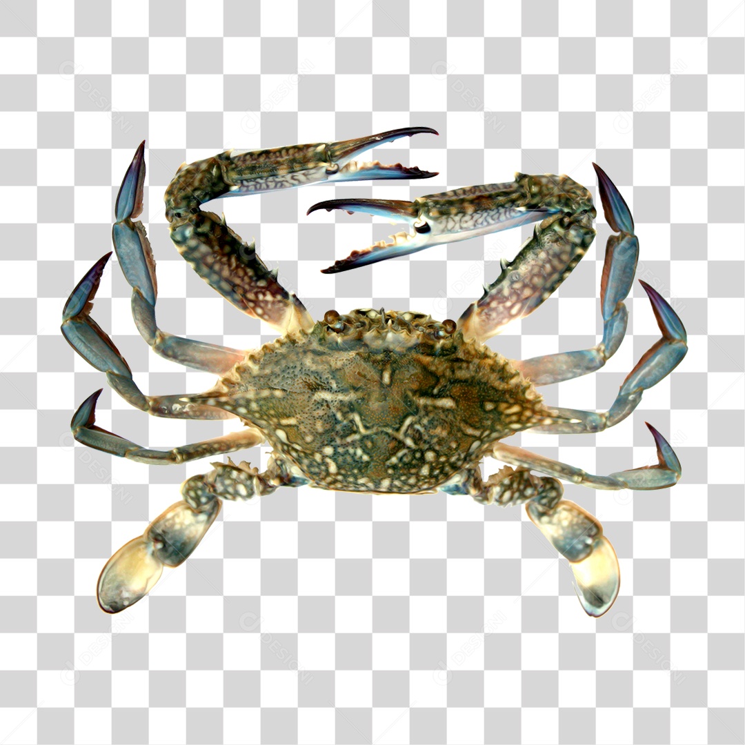 Caranguejo PNG Transparente