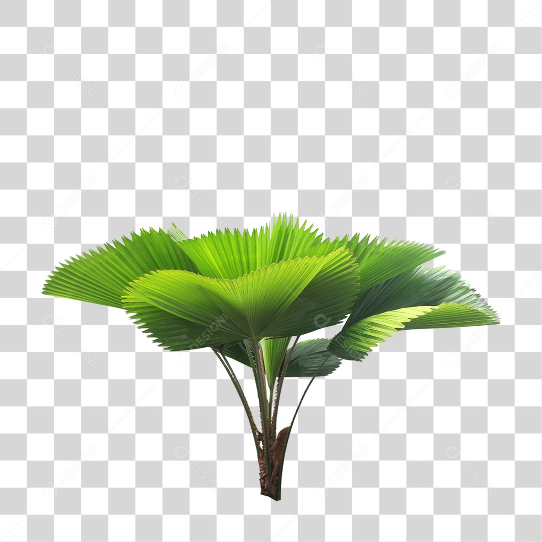 Green Palm Leaf Transparent PNG