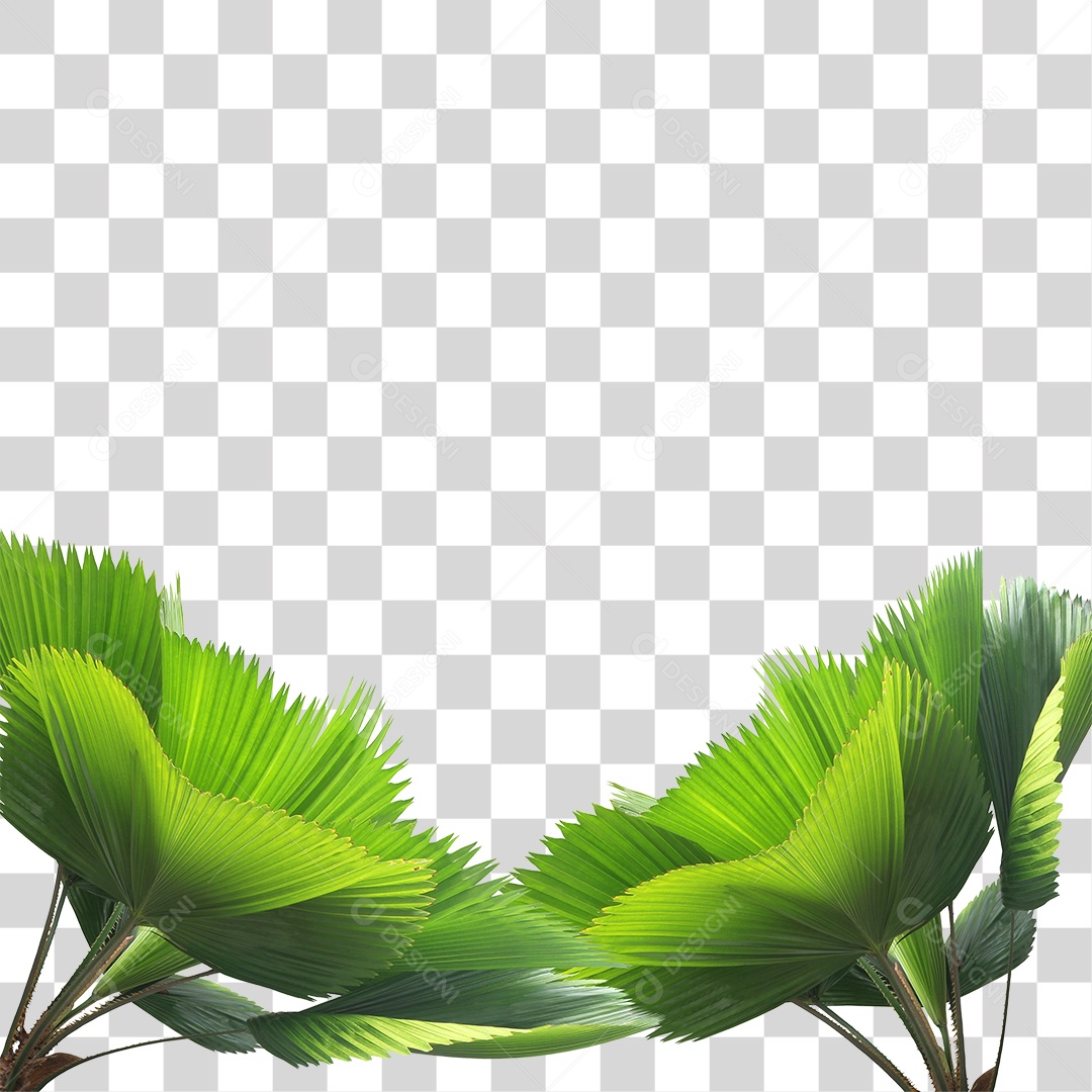 Folha de Palmeira Verde PNG Transparente