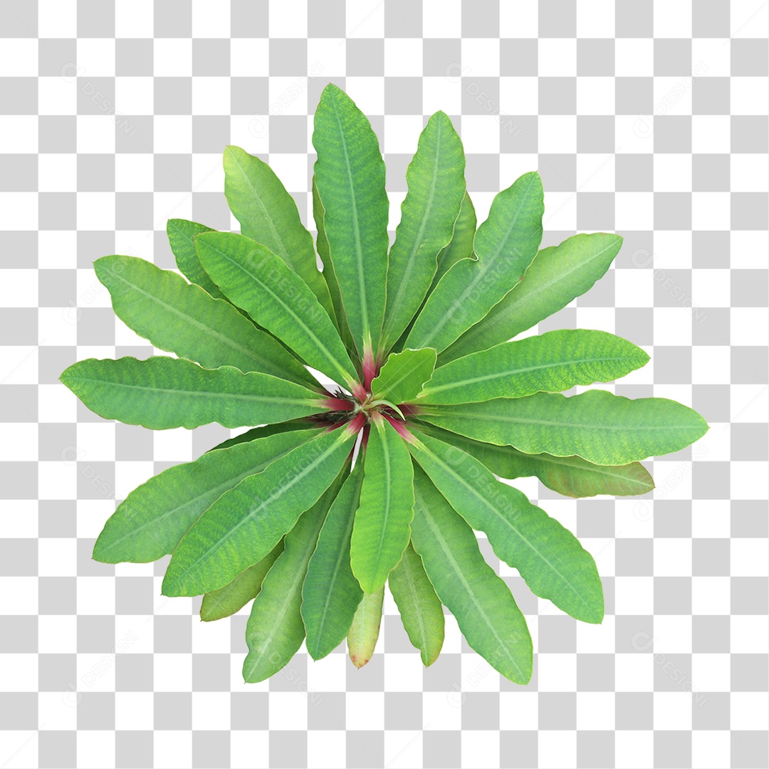 Folha Verde PNG Transparente