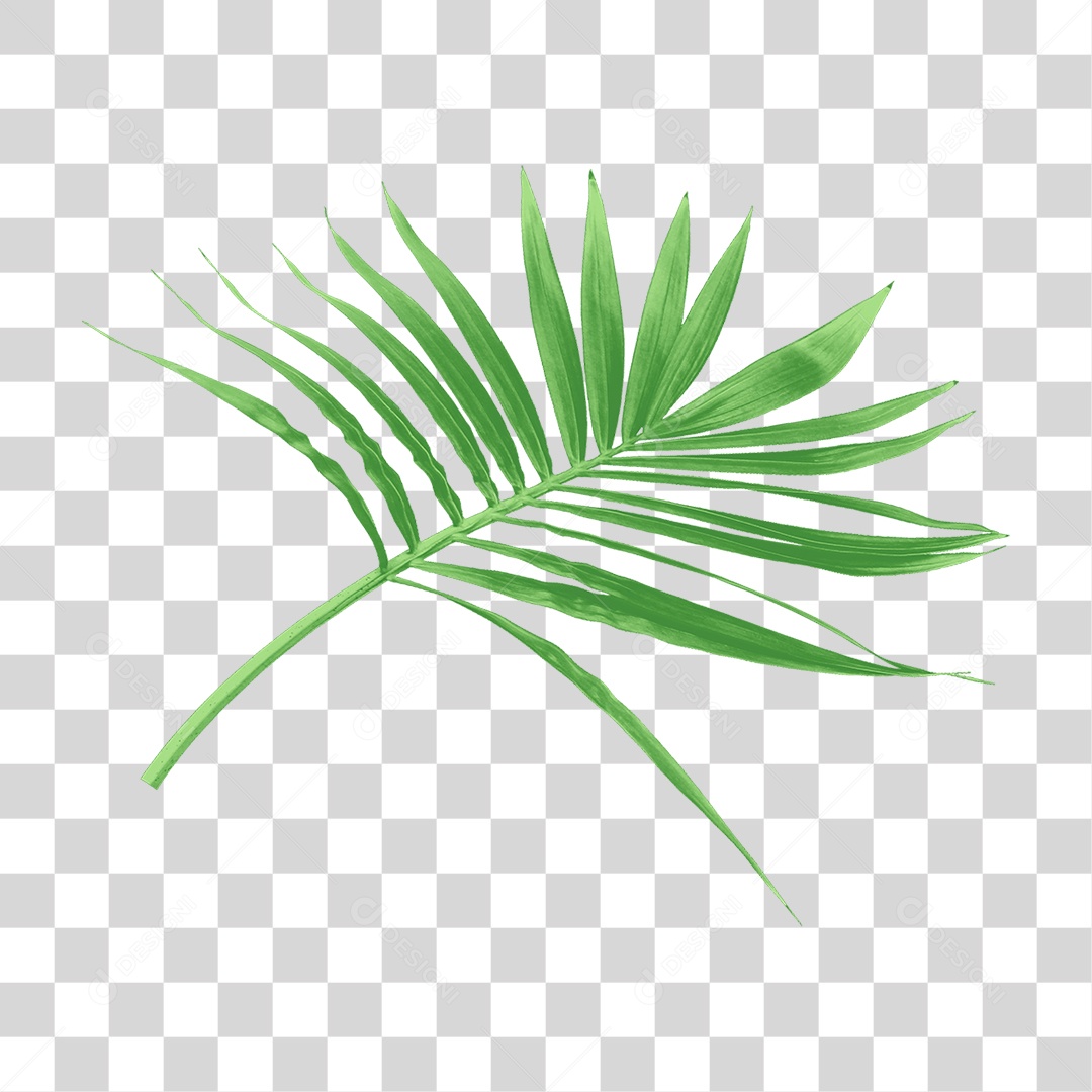 Folha de Palmeira Verde PNG Transparente