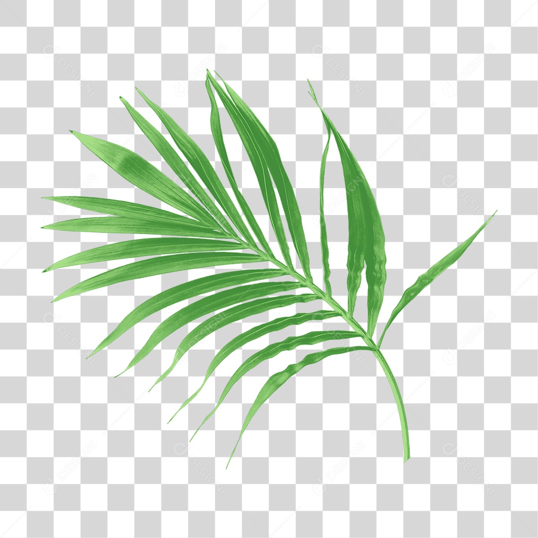Folha de Palmeira Verde PNG Transparente