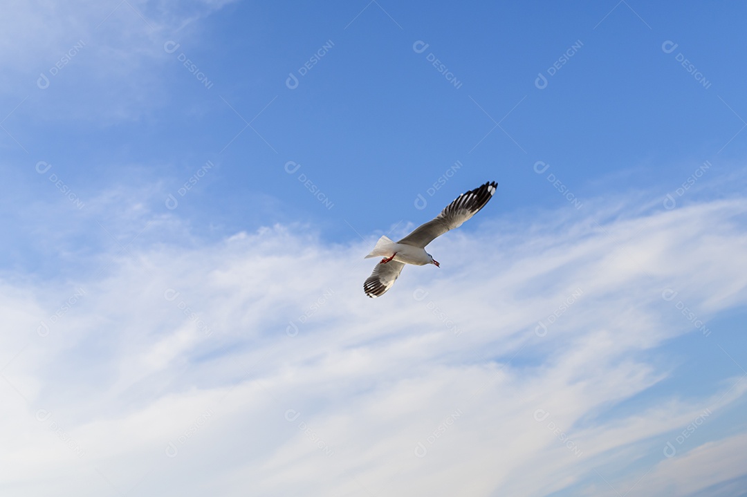 Aves, gaivotas, voando, acomodação, resorts, Bang Pu, Samut Prakan, Tailândia