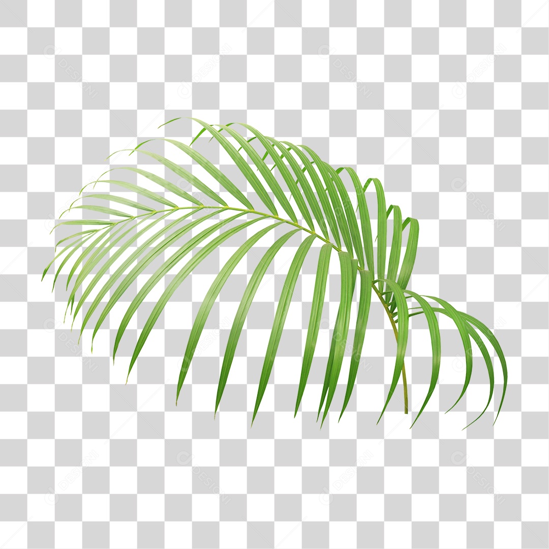 Folha de Palmeira Verde PNG Transparente