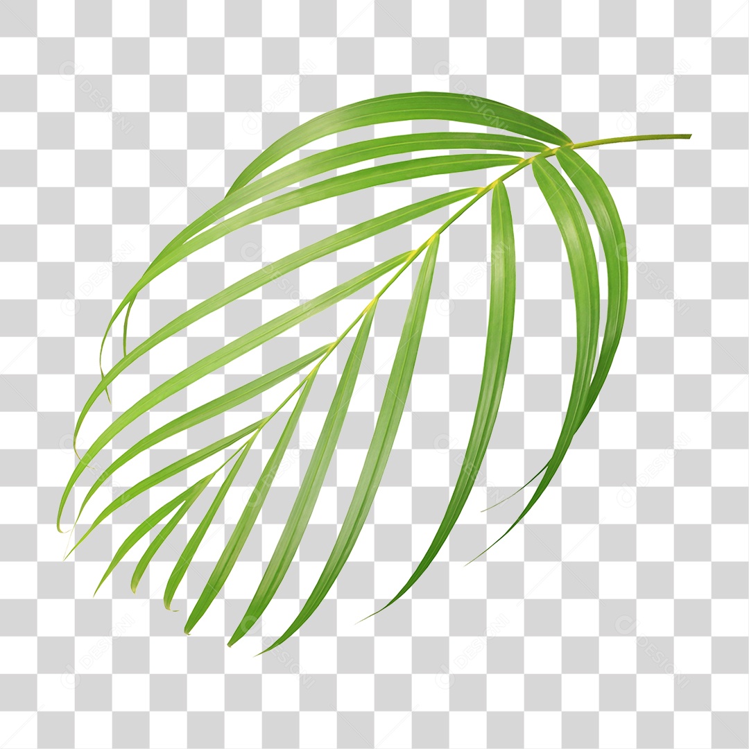 Folha de Palmeira Verde PNG Transparente