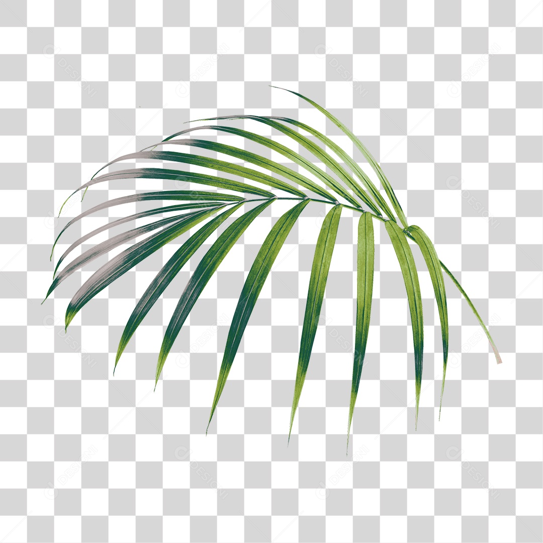 Folha de Palmeira Verde PNG Transparente