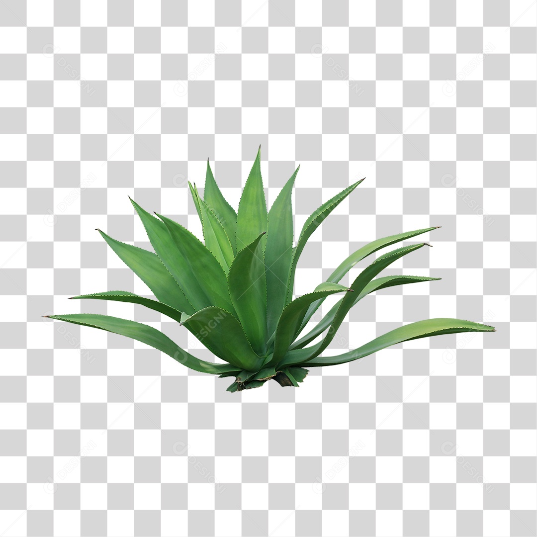 Planta Verde PNG Transparente