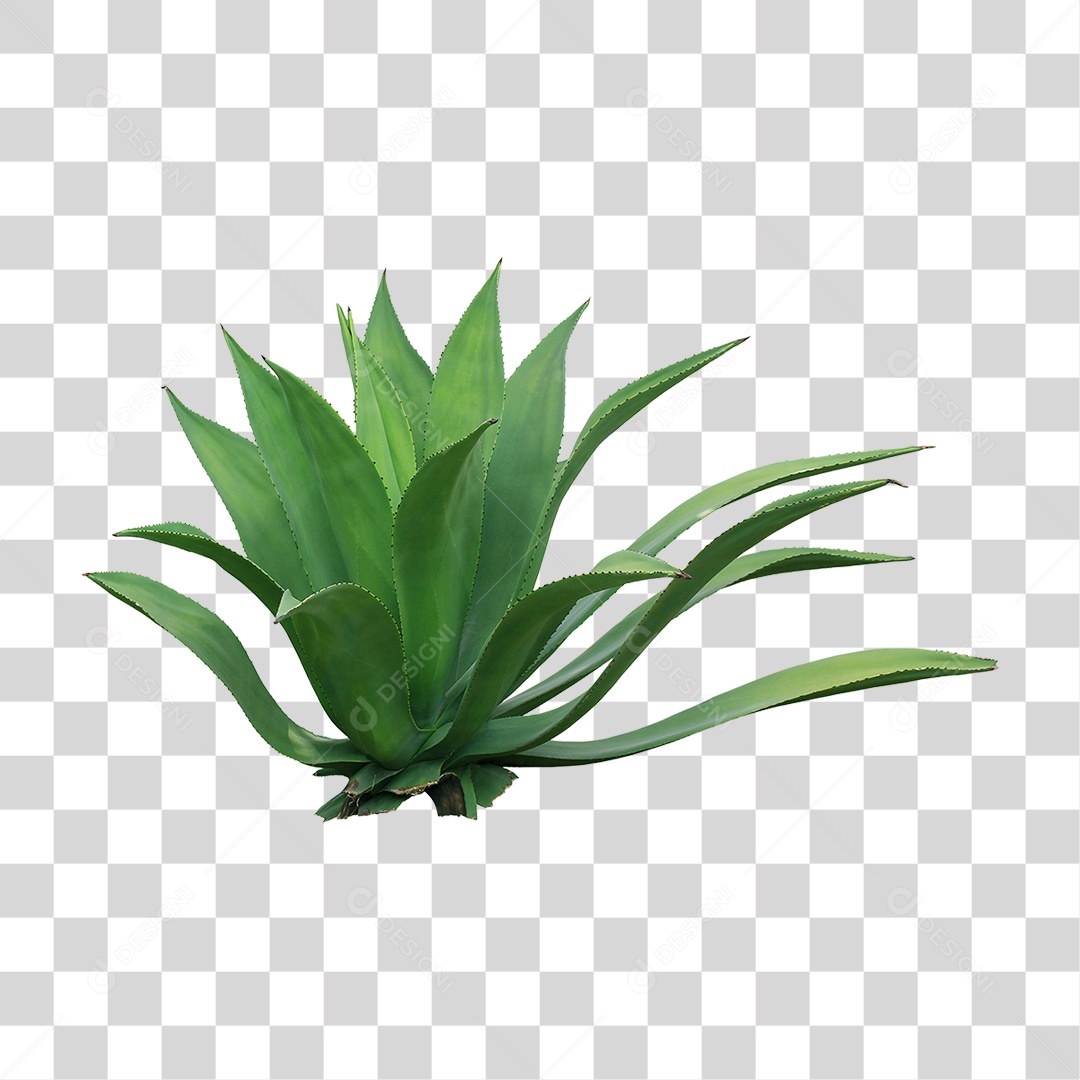 Planta Verde PNG Transparente