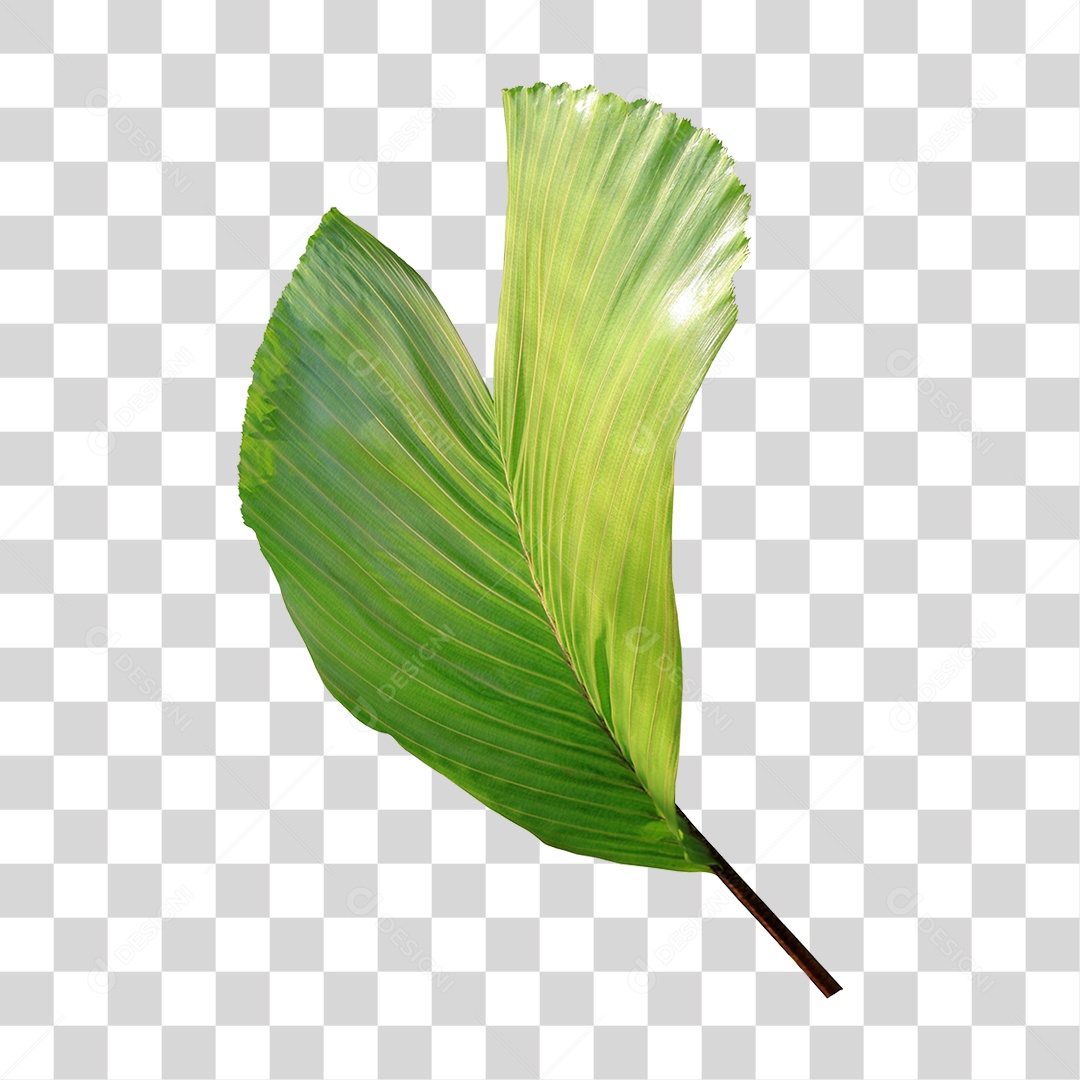 Folha de Palmeira Verde PNG Transparente