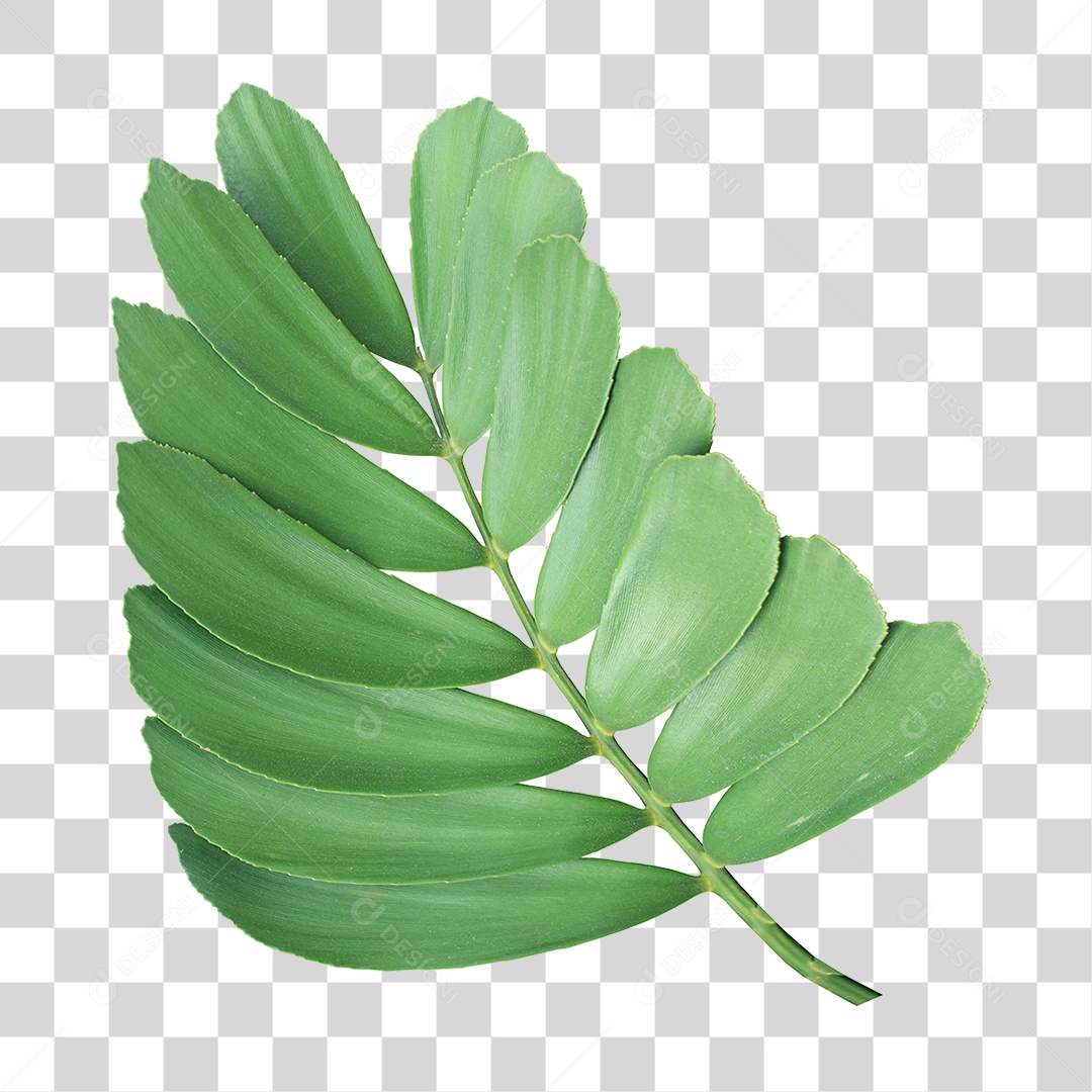 Planta Verde PNG Transparente