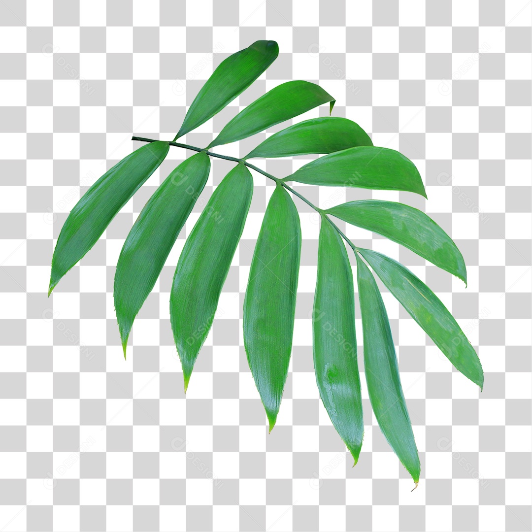 Planta Verde PNG Transparente