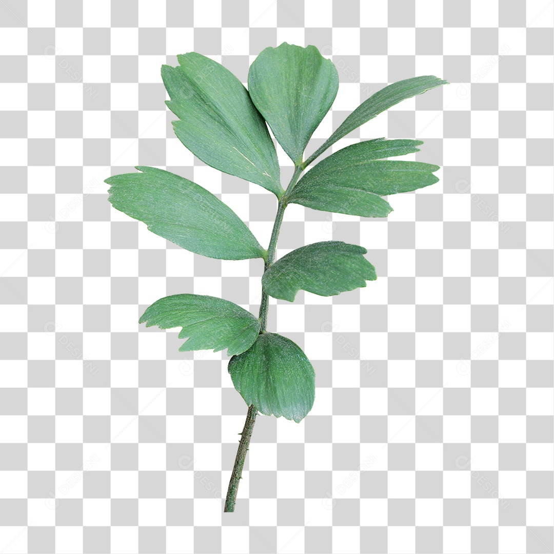 Planta Verde PNG Transparente