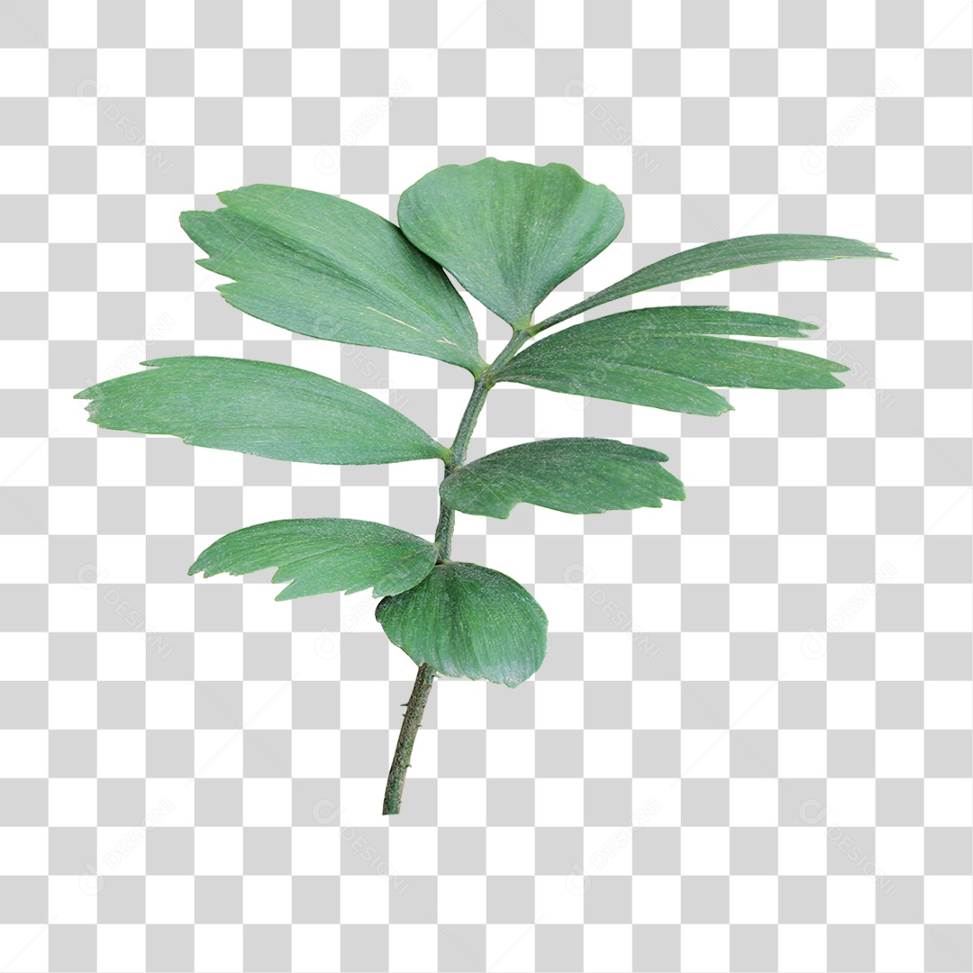 Planta Verde PNG Transparente