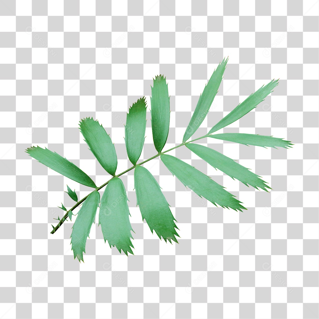 Planta Verde PNG Transparente