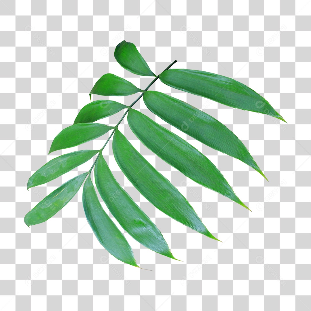 Planta Verde PNG Transparente