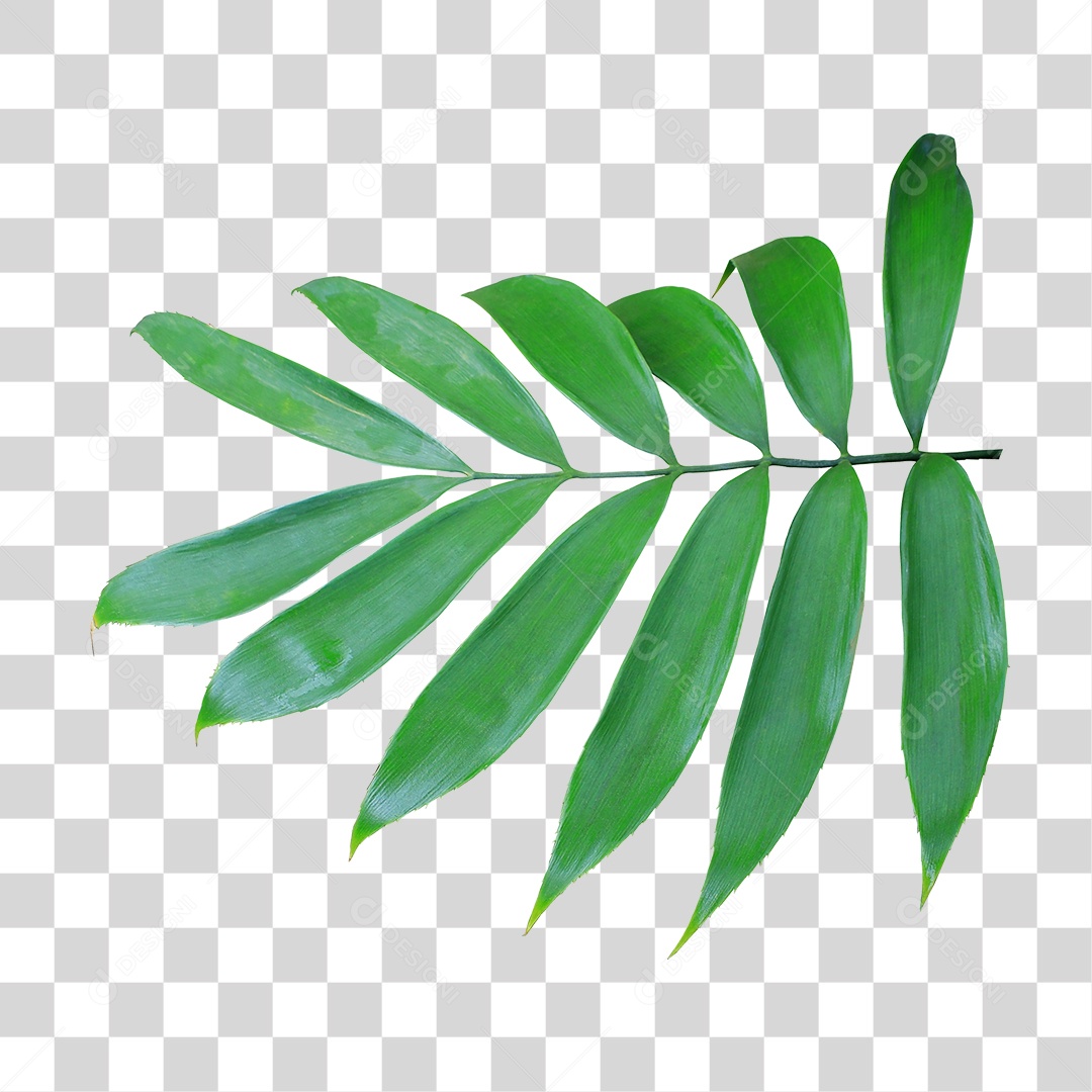 Planta Verde PNG Transparente