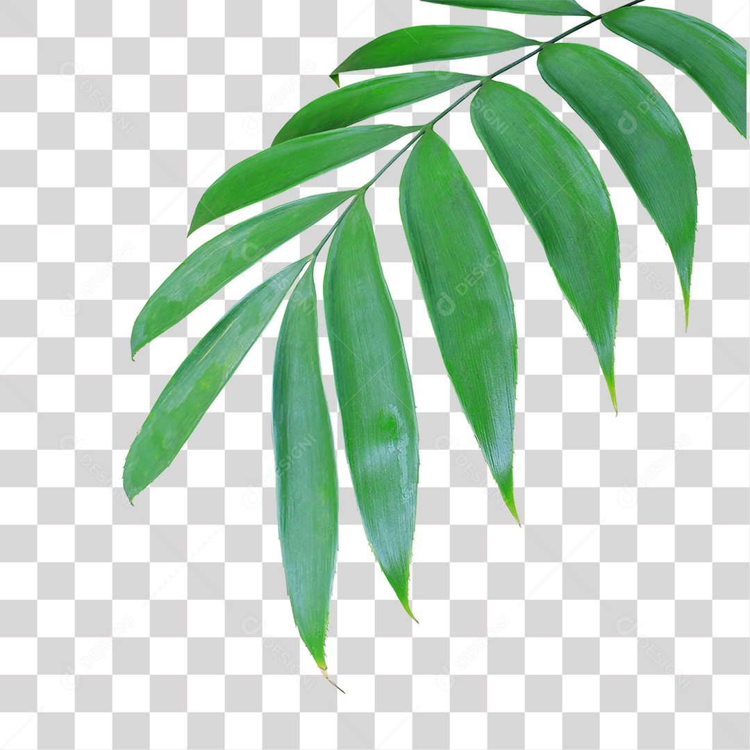 Planta Verde PNG Transparente