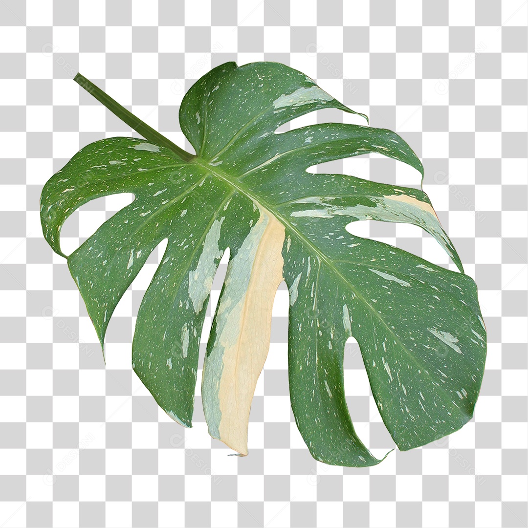 Planta Verde PNG Transparente