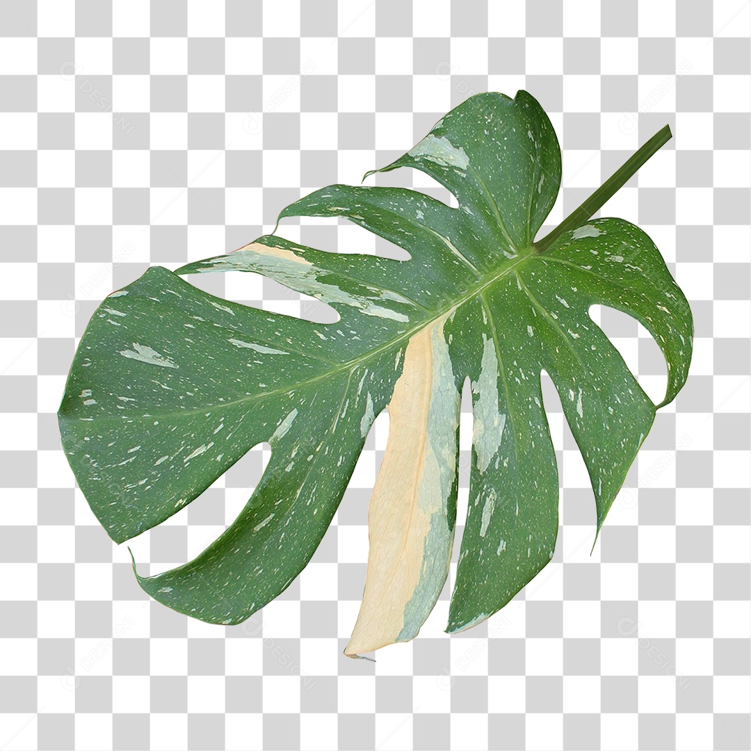 Planta Verde PNG Transparente
