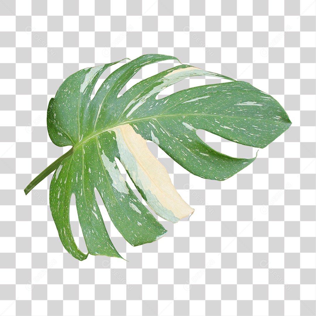 Planta Verde PNG Transparente